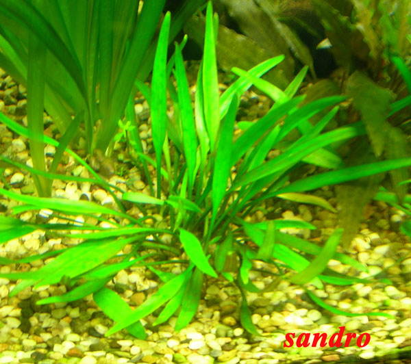 Pianta Cryptocoryne amicorum
