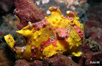 Pesce marino Antennarius maculatus