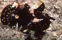 Pesce marino Antennarius maculatus
