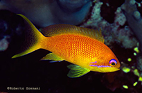 Pesce marino Anthias sp