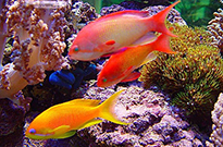 Pesce marino Anthias sp