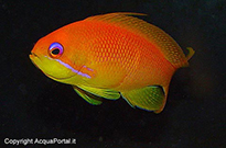 Pesce marino Anthias sp