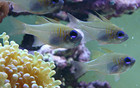 Pesce marino Apogon Leptacanthus