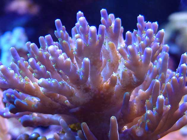 turbellarie acropora infestata turbellarie acropora infestata