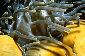 anemoni Heteractis