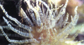 anemoni Bartholomea anemoni Bartholomea