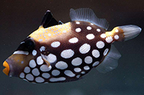 Pesce marino Balistoides conspicillum