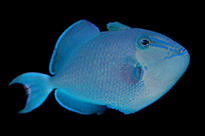 Pesce marino Odonus niger