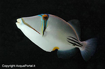 Pesce marino Rhinecanthus aculeatus