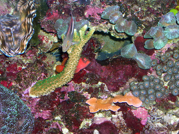 L'acquario di Gabriele Calcagna