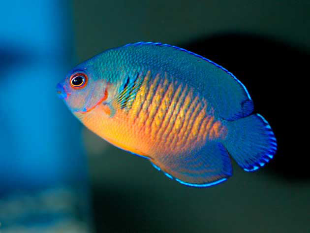 Pesce marino Centropige bispinosus