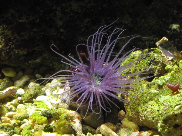 Invertebrato marino Cerianthus