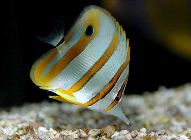 Pesce marino Chelmon rostratus