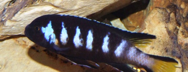 Metriaclima sp. "elongatus chewere"