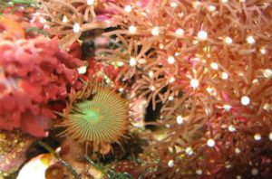 invertebrati nei nanoreef invertebrati nei nanoreef