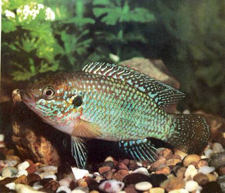 Pesce dolce Hemichromis sp