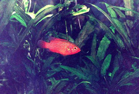 Pesce dolce Hemichromis sp