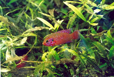 Pesce dolce Hemichromis sp