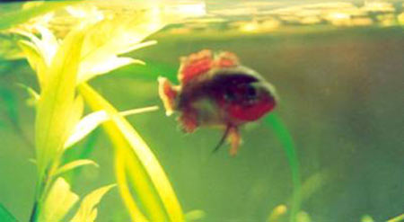 Pesce dolce Hemichromis sp