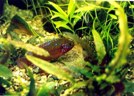 Pesce dolce Hemichromis sp
