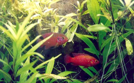 Pesce dolce Hemichromis sp