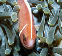 anemoni con pesce pagliaccio