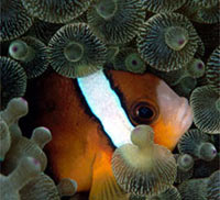 anemoni con pesce pagliaccio