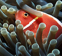 anemoni con pesce pagliaccio