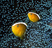 anemoni con pesce pagliaccio