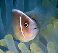 anemoni con pesce pagliaccio