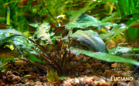 Pianta Cryptocoryne cordata