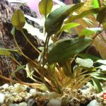 Pianta Cryptocoryne wendtii