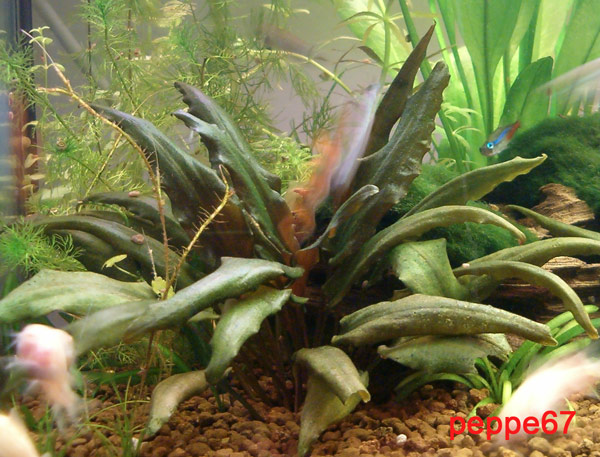Pianta Cryptocoryne wendtii