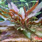 Pianta Cryptocoryne wendtii