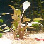 Pianta Cryptocoryne wendtii