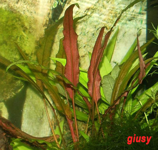 Pianta Cryptocoryne undulata