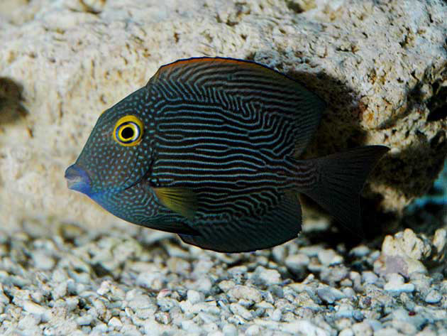 Pesce marino Ctenochaetus strigosus