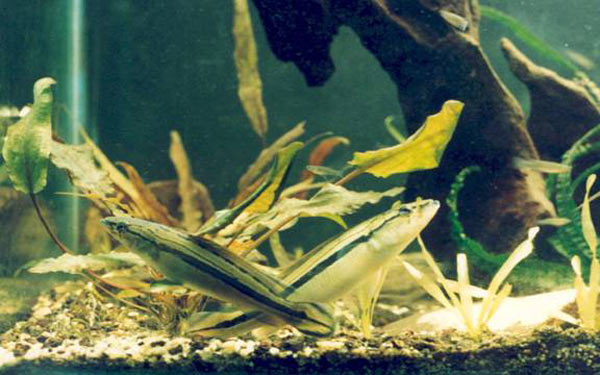 Pesce dolce Chrenicichla Lugubris