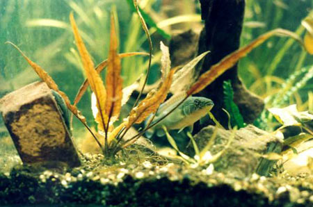 Pesce dolce Chrenicichla Lugubris