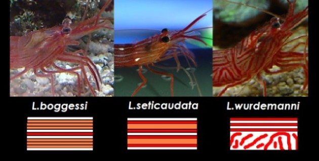 Lysmata wurdemanni vero e falsi