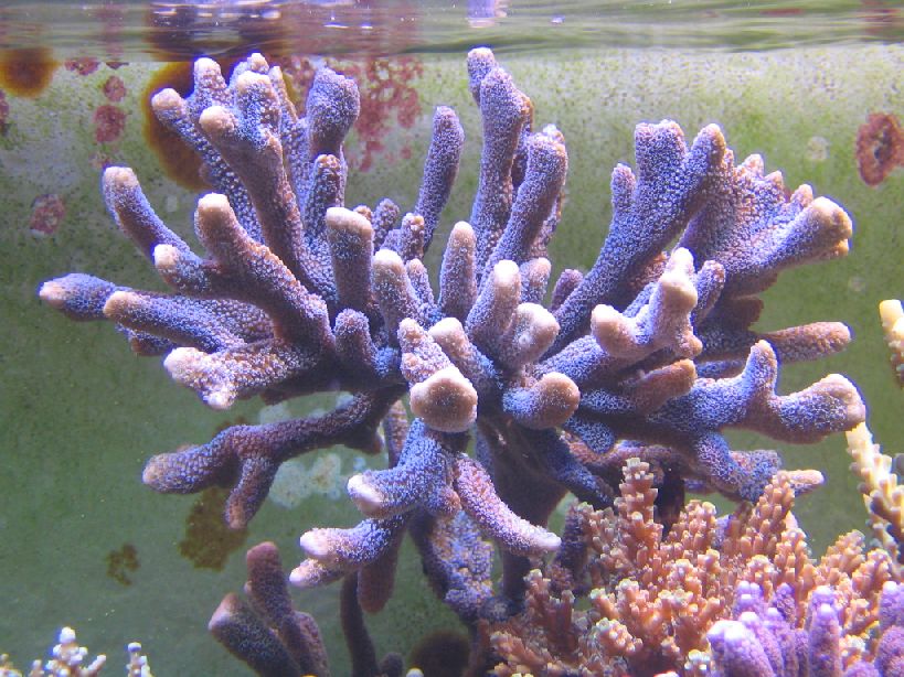 Montipora digitata