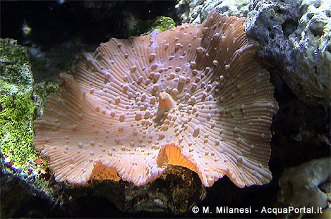corallimorfari discosoma