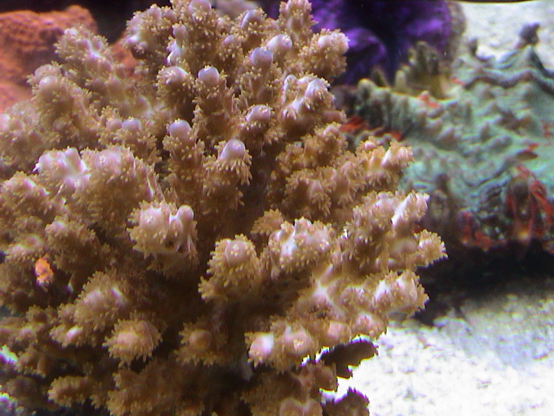 Plafoniera Led Fai Da Te Acquaportal : Acropora desalwii