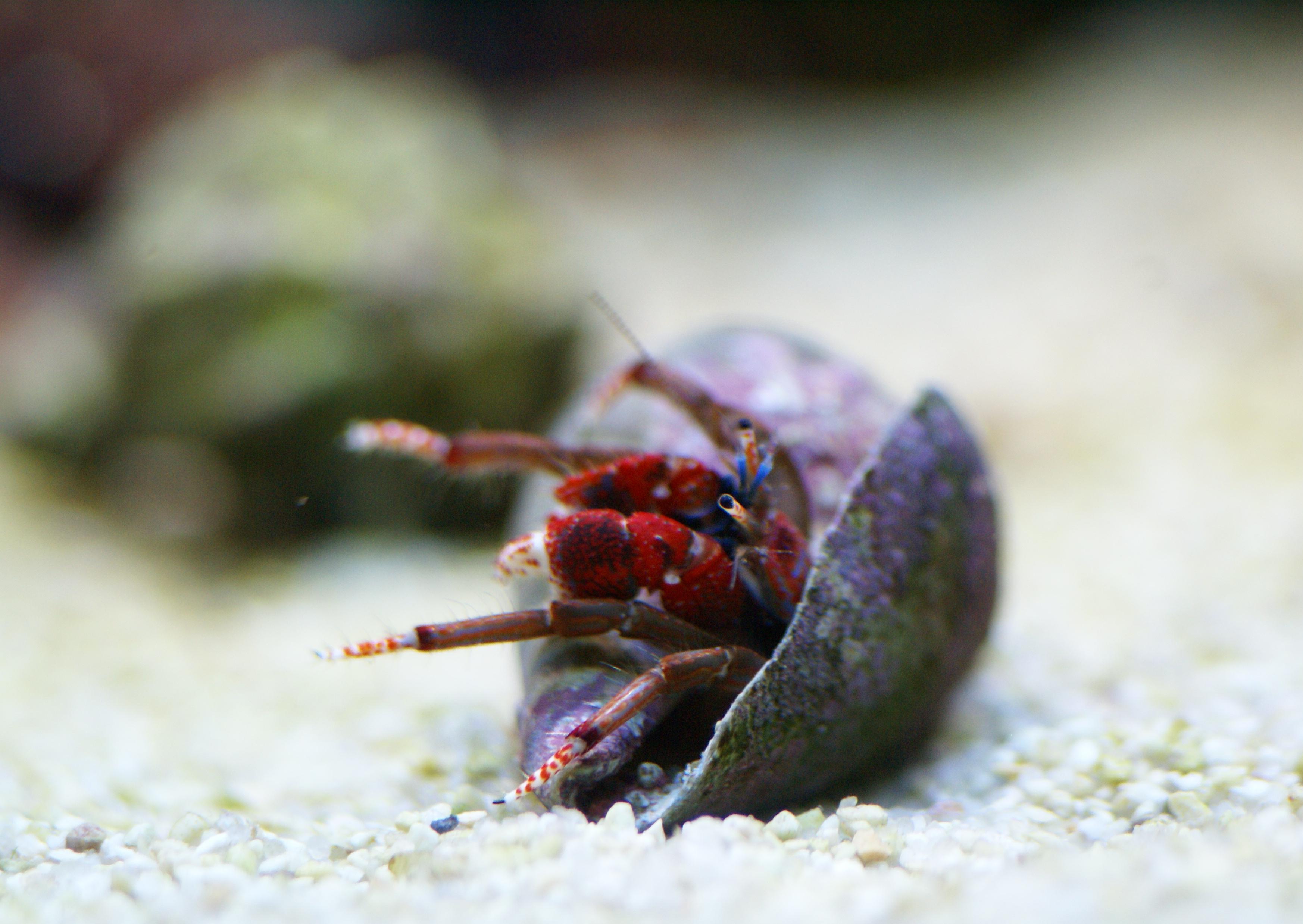 Plafoniera Led Fai Da Te Acquaportal : Schede invertebrati marino acquaportal