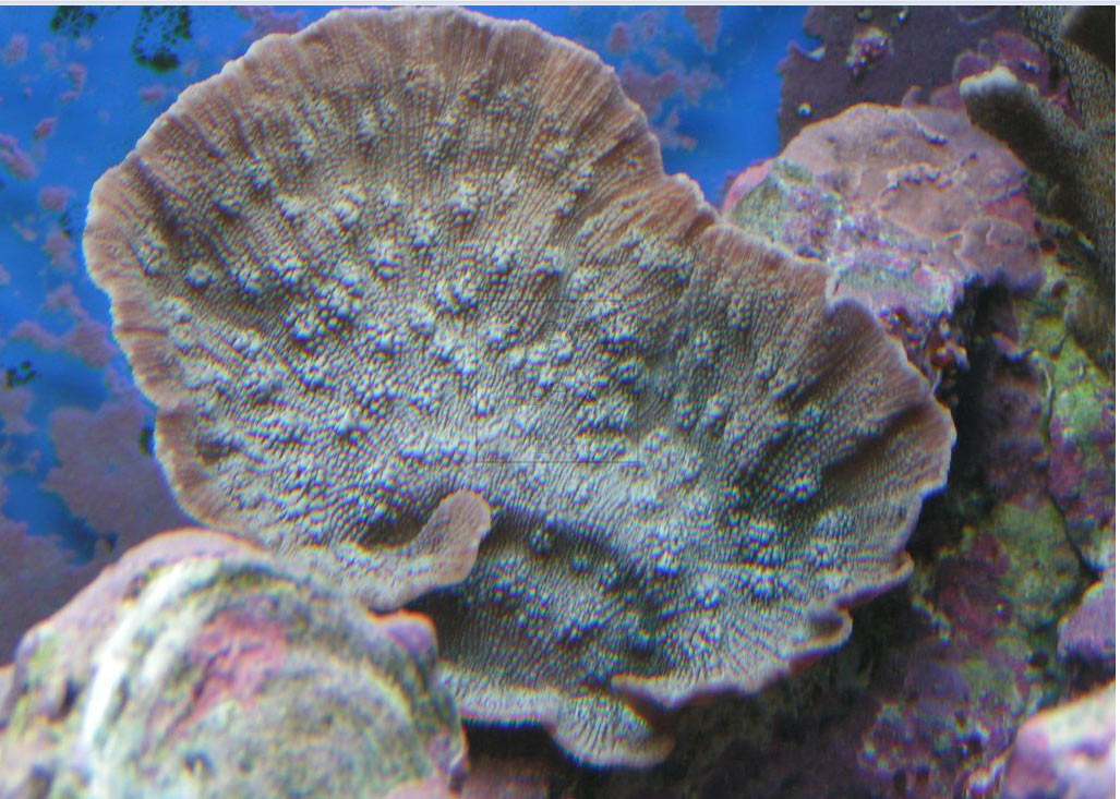 Echinopora lamellosa