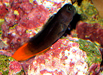 Pesce marino Ecsenius bicolor