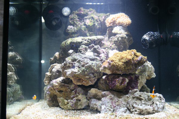 L'acquario di Andrea Trevisan L'acquario di Andrea Trevisan
