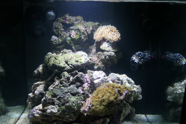 L'acquario di Andrea Trevisan L'acquario di Andrea Trevisan