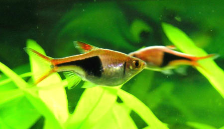 Pesce dolce Rasbora heteromorpha