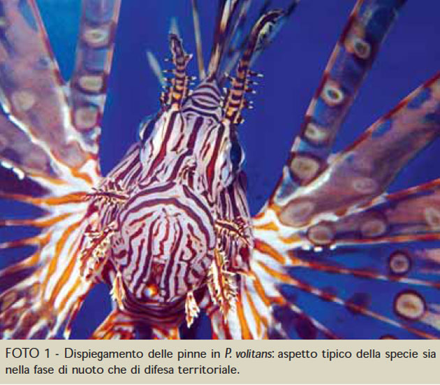 infortuni pesci pterois volitans